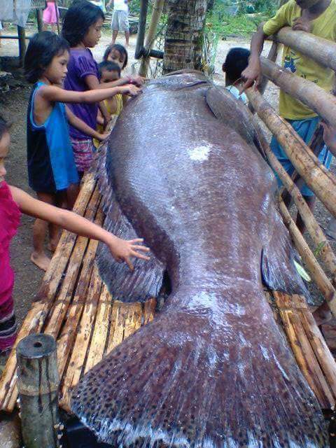 Huge Lapu Lapu Fish Found In Antique DailyPedia