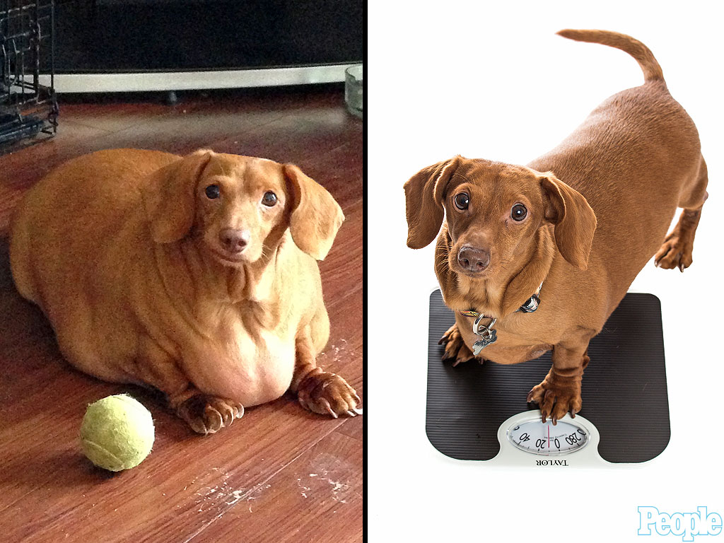 This Morbidly Obese Dachshund Ate Pizzas and Burgers for Years. Its ...