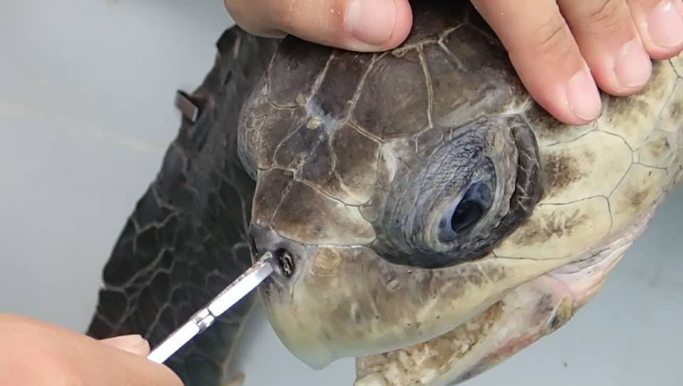 WATCH: Plastic straw removed from an endangered sea turtle's nostril ...