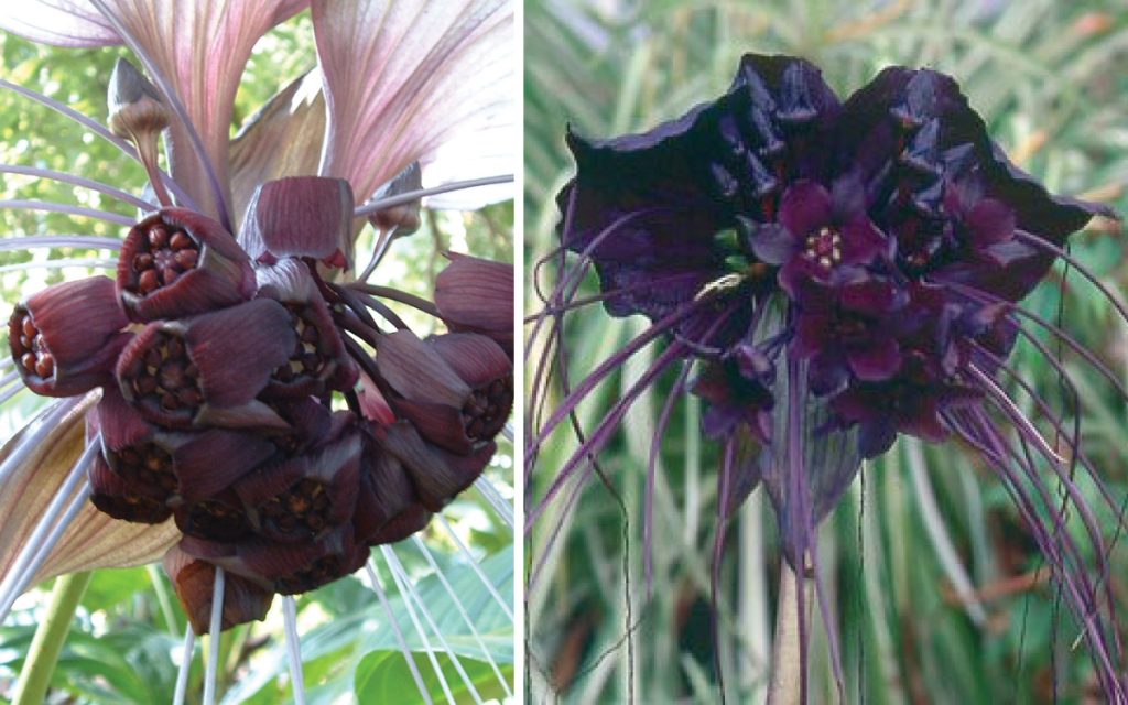 Would you put these 10 creepy plants in your garden? | DailyPedia