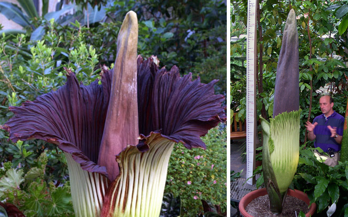 Would you put these 10 creepy plants in your garden? | Page 7 of 10 ...