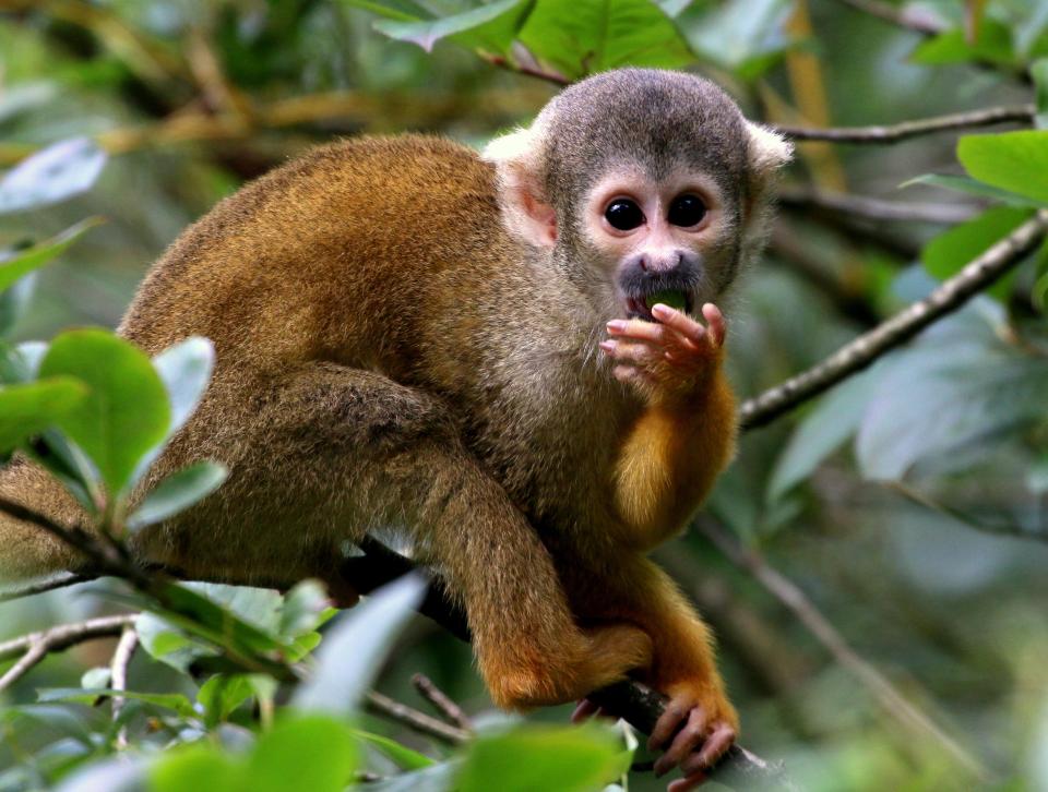 A New Breed of Hero: Lost Tourist Claims Monkeys Saved His Life in the ...