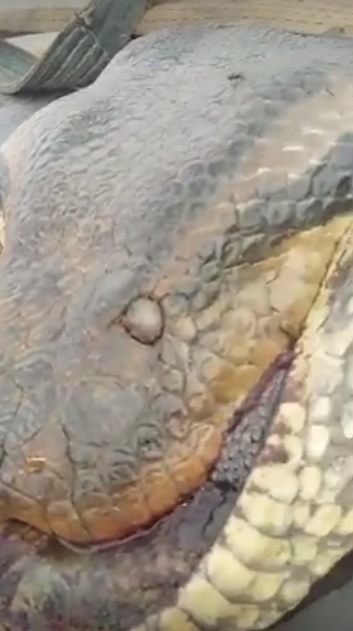 anaconda discovered in lake thunderbird state park