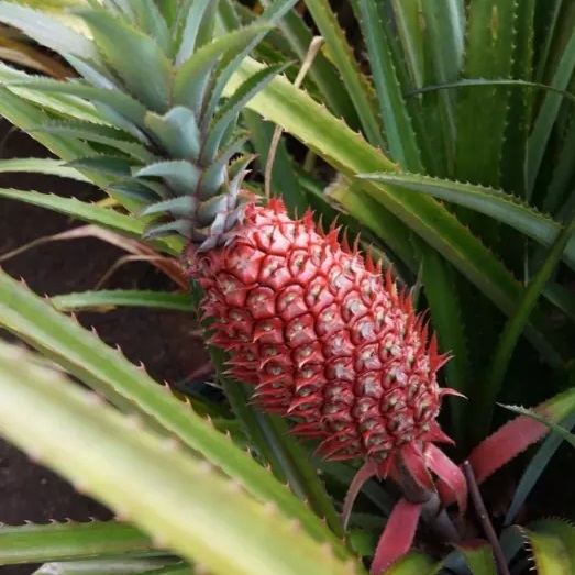 Look Majestic Pink Pineapples Are Now Ready To Conquer The World Dailypedia 1150