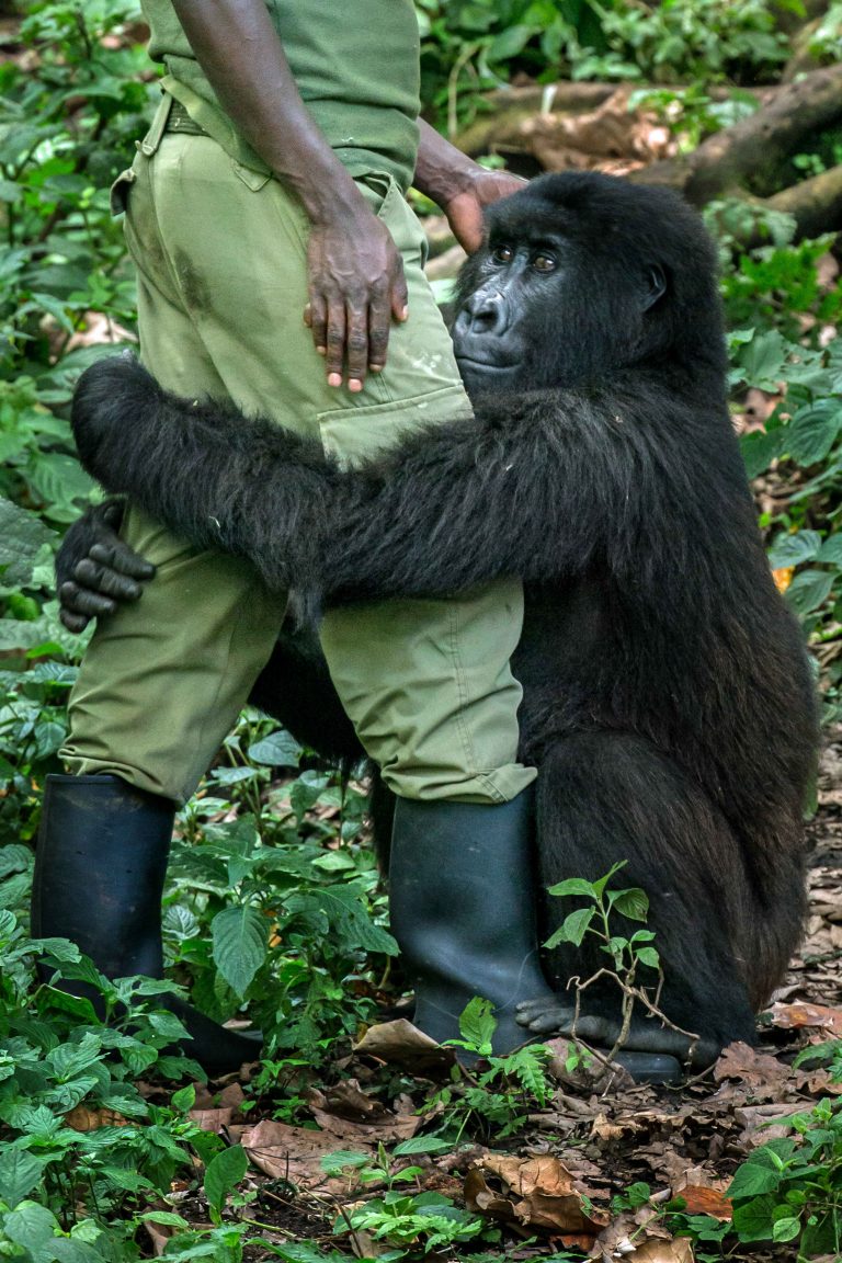 Photographer Captures a Touching Scene of a Gorilla Comforting Her ...